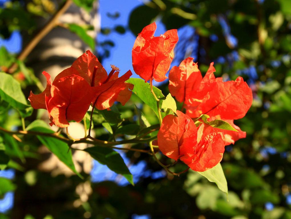 Labellaventura Villa Las Galeras Dış mekan fotoğraf